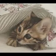 はるちゃん