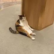 ちぃ