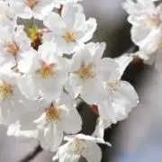 はなはなの画像