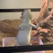ゆっぴーの画像