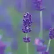 amyの画像