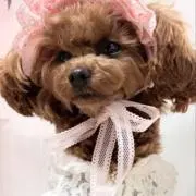 みるくちゃん※プロフ必読でお願いします。の画像
