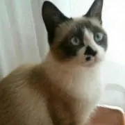 しゃーぴー