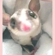 ももんがの画像