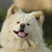 ま
