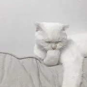 こんぶの画像