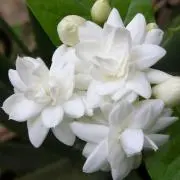 Jasmineの画像