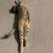 パラメヒコ