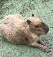 hirayuriの画像