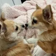 ちぐた