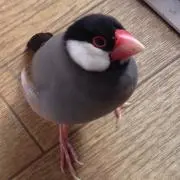 いぬ