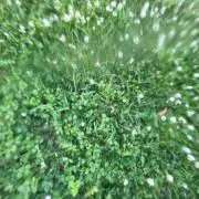 まきの画像