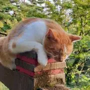 ぽちゃこの画像
