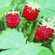 fraise des bois