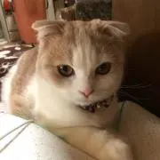 くっきぃ