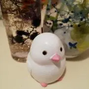 suppyの画像