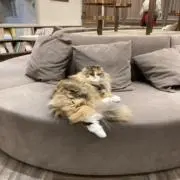 あとぁの画像