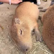 モフモフの画像