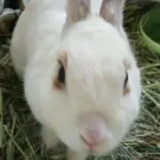 ここちゃん