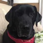 愛犬は黒ラブ