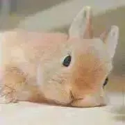 ୨୧ りら ୨୧