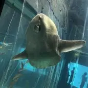 よしき