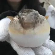 釣りバカ烈風隊