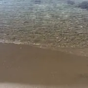 ぽんずの画像