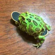tokuyu＊