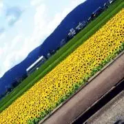 やぴの画像