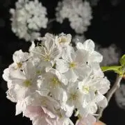 ららの画像