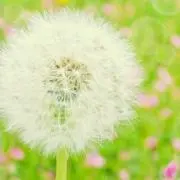 たんぽぽ