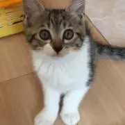 アズキの画像
