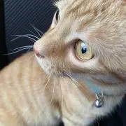 りんたろう