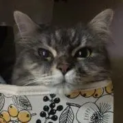 まことの画像