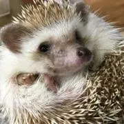 なる