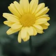 マーガレットの画像