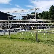 ハヤハヤの画像