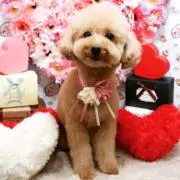 ととまる☆即購入OKの画像