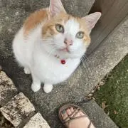 ポチの画像