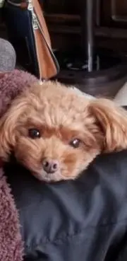 チャー