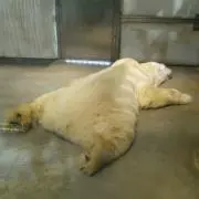 はやみーずの画像