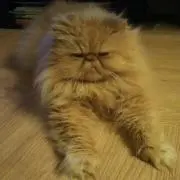 はむ
