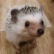 ハリネズミ係長の画像