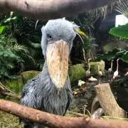 ペコ