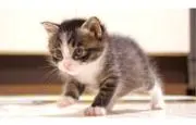 ねこずきの画像