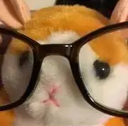 にとろじゅの