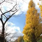 ラムの画像