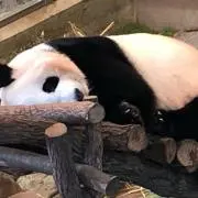 ポmの画像