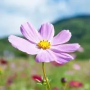sarah_garden